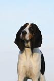 CHIEN COURANT BERNOIS 004